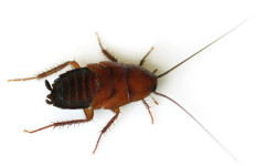 coackroach