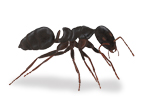 Black House Ant known as Irodomyremex glaber
