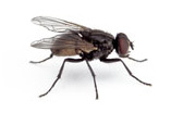 housefly