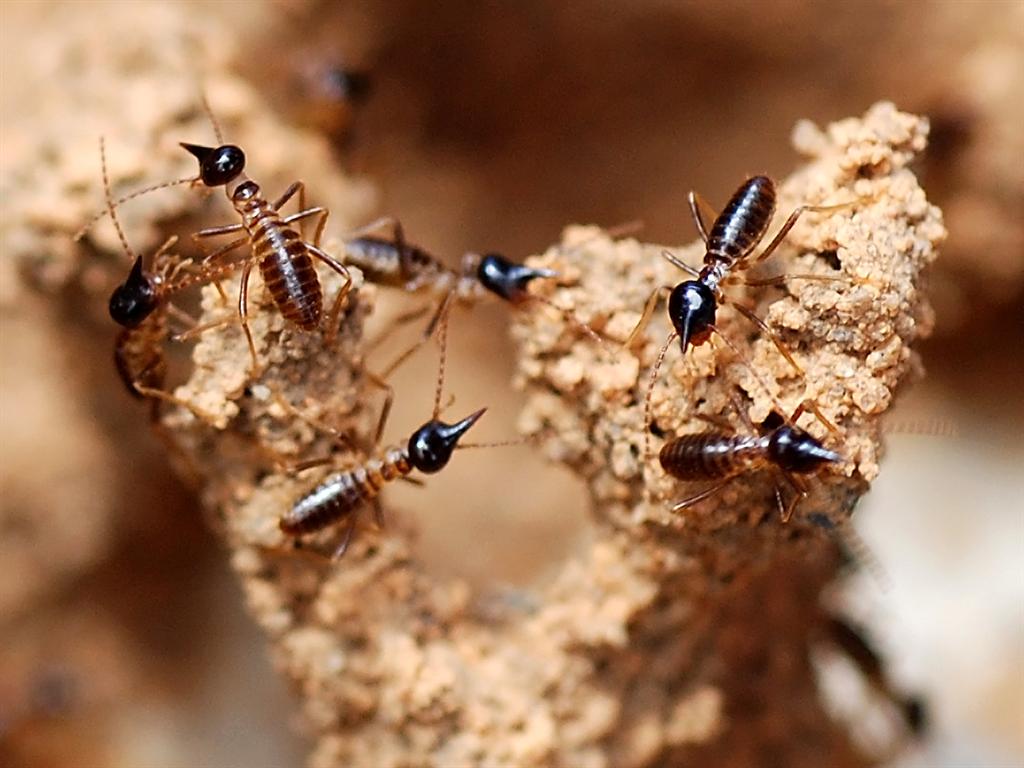 Termite soldiers