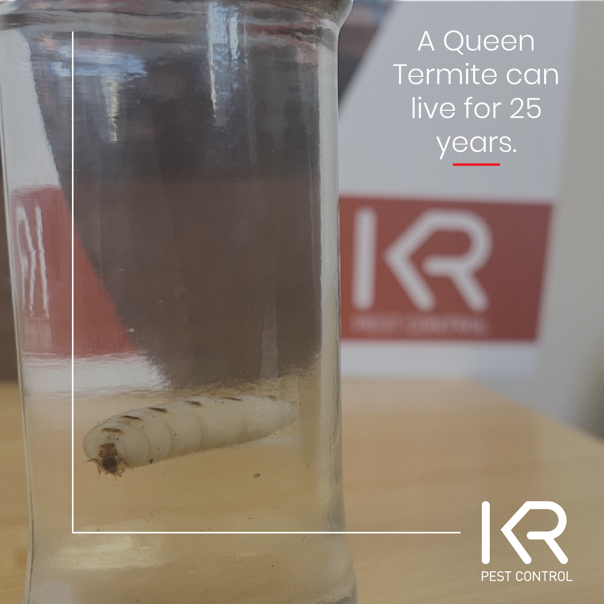 Queen_termite_KR
